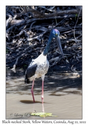 Black-necked Stork female