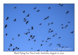 Black Flying-foxes