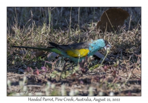 Hooded Parrot male