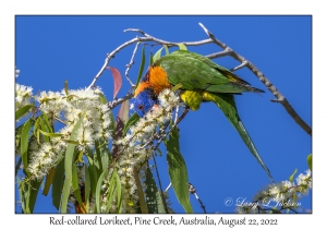 Red-collared Lorikeet