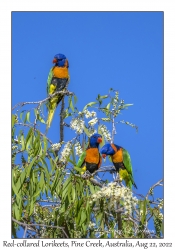 Red-collared Lorikeets