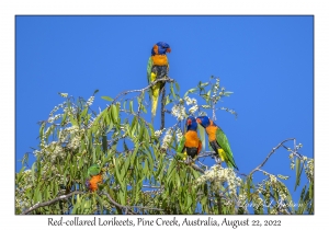 Red-collared Lorikeets