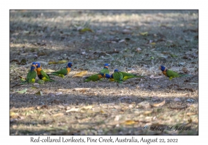 Red-collared Lorikeets