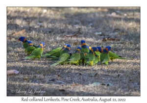 Red-collared Lorikeets