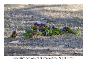 Red-collared Lorikeets