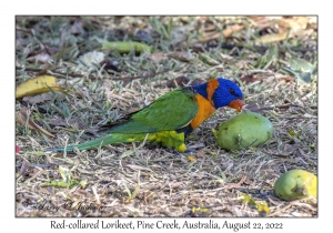 Red-collared Lorikeet