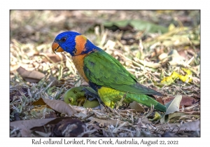 Red-collared Lorikeet