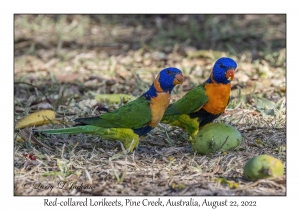 Red-collared Lorikeets