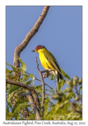 Australasian Figbird