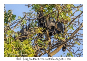 Black Flying-foxes