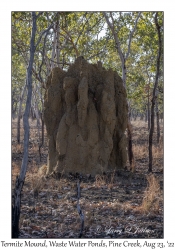 Termite Mound