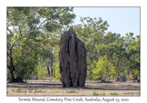 Termite Mound