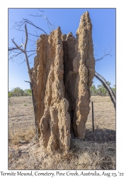 Termite Mound