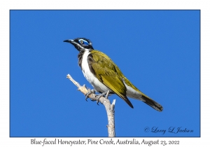 Blue-faced Honeyeater