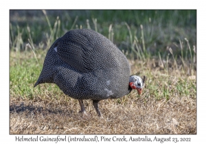 Helmeted Guineafowl