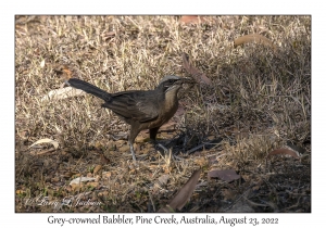 Grey-crowned Babbler