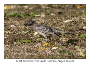 Great Bowerbird