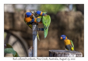 Red-collared Lorikeets