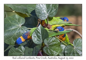 Red-collared Lorikeets