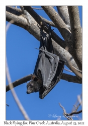 Black Flying-fox