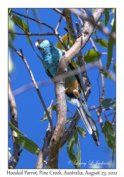 Hooded Parrot male