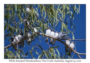 White-breasted Woodswallows