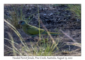 Hooded Parrot female