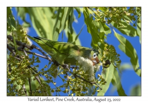 Varied Lorikeet