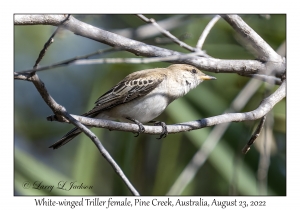 White-winged Triller female