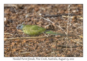 Hooded Parrot female