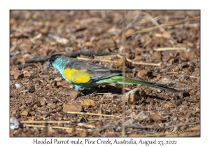 Hooded Parrot male