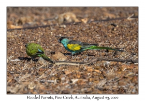 Hooded Parrots