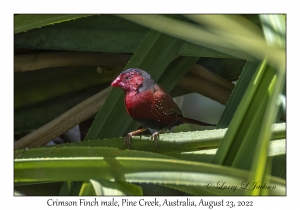 Crimson Finch male