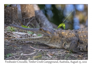 Freshwater Crocodile