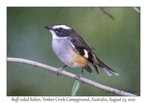 Buff-sided Robin