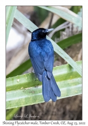 Shining Flycatcher male