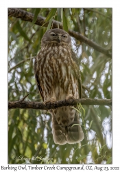 Barking Owl