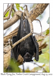 Black Flying-fox