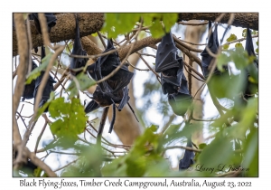 Black Flying-foxes