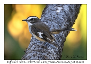 Buff-sided Robin