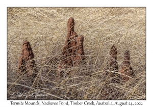 Termite Mounds