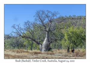 Boab (Baobab)