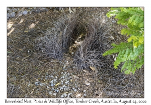 Bowerbird Nest