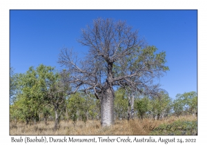 Boab (Baobab)