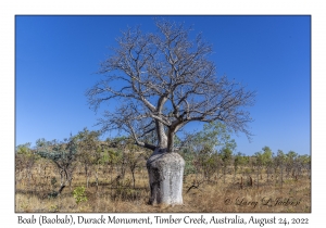 Boab (Baobab)