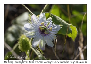 Stinking Passionflower