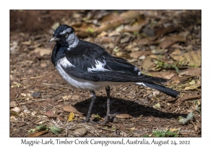 Magpie-Lark