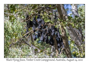 Black Flying-foxes