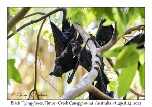 Black Flying-foxes