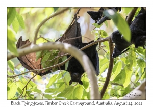 Black Flying-foxes